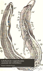 Lehrbuch der vergleichenden anatomie der wirbelthiere; auf grundlage der entwicklungsgeschichte
