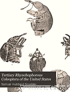 Tertiary rhynchophorous Coleoptera of the United States.