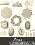 Hydra : eine Anatomisch-entwicklungsgeschichtliche Untersuchung