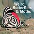 Weird butterflies & moths. by  Ronald Orenstein 