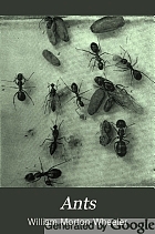 Ants; their structure, development and behavior,