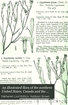 An illustrated flora of the northern United States, Canada and the British possessions, from Newfoundland to the parallel of the southern boundary of Virginia, and from the Atlantic Ocean westward to the 102d meridian,