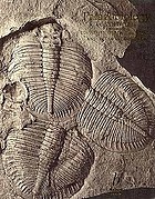 Palaeobiology : a synthesis