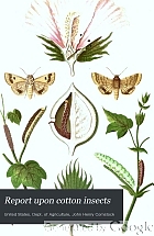 Report upon cotton insects : prepared under the direction of the commissioner of agriculture in pursuance of an act of Congress approved June 19, 1878