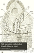 Fish parasites collected at Woods Hole in 1898. por Edwin Linton