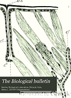 The biological bulletin.