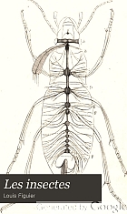 Les insectes