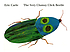 The very clumsy click beetle 著者：  Eric Carle 