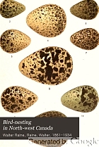 Bird-nesting in north-west Canada