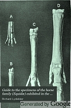 Guide to the specimens of the horse family (Equidæ) exhibited in the Department of Zoology, British Museum (Natural History) ...