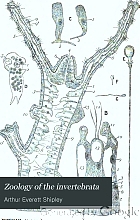 Zoology of the invertebrata : a text-book for students.