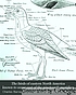 The birds of eastern North America known to occur... 著者： Charles B Cory