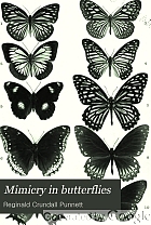 Mimicry in butterflies,