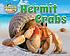 Hermit crabs by  Ellen Lawrence 