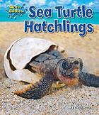 Sea turtle hatchlings