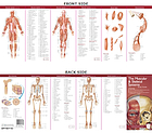Muscular And Skeletal Systems Study Guide (Laminated Card, Single Copy, No Tab).