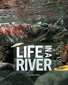 Life in a river