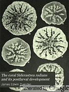 The coral Siderastrea radians and its postlarval development.