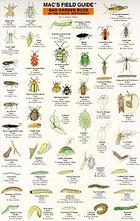 Mac's field guide to garden bugs of the Pacific Northwest