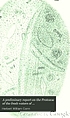 A preliminary report on the Protozoa of the fresh... 著者： H  W Conn