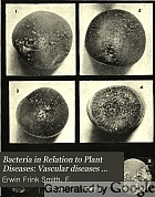 Bacteria in relation to plant diseases,