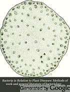 Bacteria in relation to plant diseases,