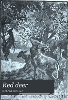 Red deer.