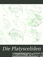 Die Platysceliden