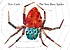The very busy spider 著者：  Eric Carle 