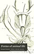 Forms of animal life : a manual of comparative... von George Rolleston
