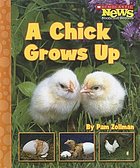 A chick grows up