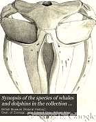 Synopsis of the species of whales and dolphins in the collection of the British Museum.
