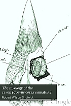 The myology of the raven (Corvus corax sinuatus.) A guide to the study of the muscular system in birds.