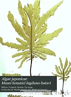 Algae japonicae Musei botanici lugduno-batavi,
