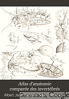Atlas d'anatomie comparée des invertébrés.