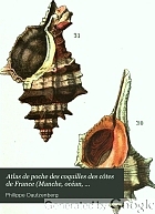 Atlas de poche des coquilles des côtes de France (Manche, océan, Méditerranée) communes, pittoresques ou comestibles,