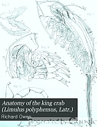 Anatomy of the king crab (Limulus polyphemus, Latr.)