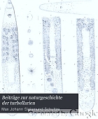 Beiträge zur naturgeschichte der turbellarien,