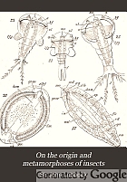 On the origin and metamorphoses of insects.