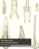 ... Hawaiian and other Pacific Echini ...