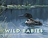 Wild babies 著者： Margriet Ruurs