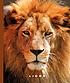 Lions door  Sophie Lockwood 