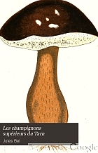 Les champignons supérieurs du Tarn