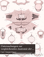Untersuchungen zur vergleichenden anatomie der wirbelsäule bei amphibien und reptilien,
