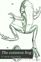 The common frog.