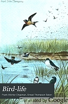 Bird-life : a guide to the study of our common birds