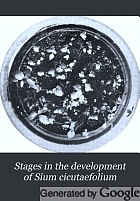 Stages in the development of Sium cicutaefolium,