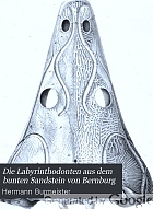 Die Labyrinthodonten aus dem bunten Sandstein von Bernburg, zoologisch geschildert. 1., 3. Abt.