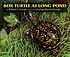 Box Turtle at Long Pond door William T George