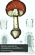 Histoire naturelle des champignons comestibles... door Guillaume Sicard
